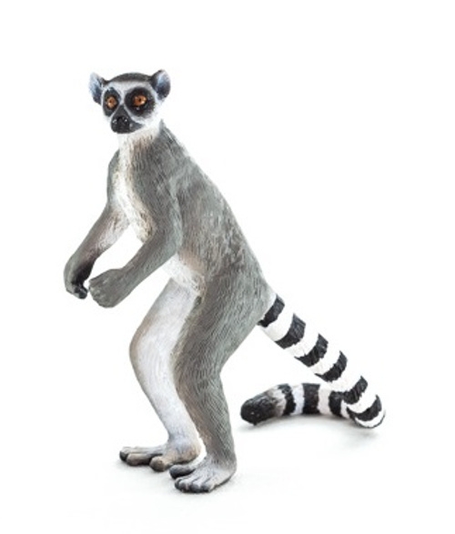 Ringtail lemur sunbathing in a tree - Lemur catta 41712197 Stock Video at